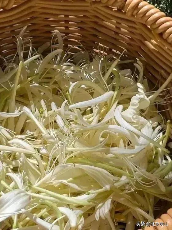 花朝节赴一场春日之约,河北正定花朝节直播