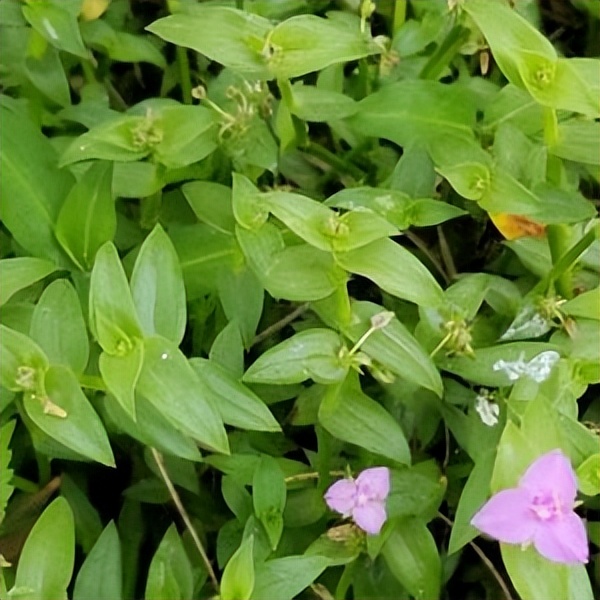 102个大类近500个多肉植物图片，都极其美丽，建议在家中也养一盆