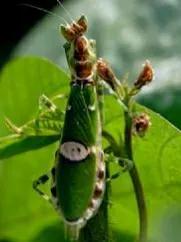 螳螂吃掉自己丈夫的头,螳螂为什么吃掉配偶螳螂吃蛇