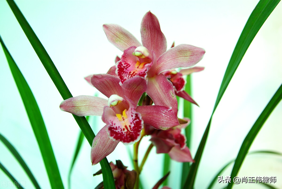 网贷管辖权异议申请,管辖权异议法律条文