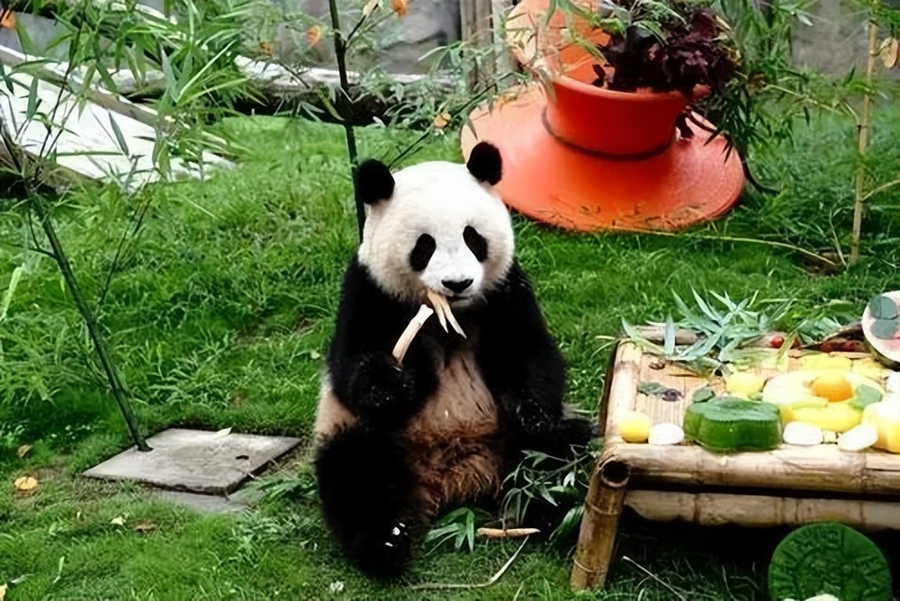 大熊猫假熊猫,山寨熊猫印度