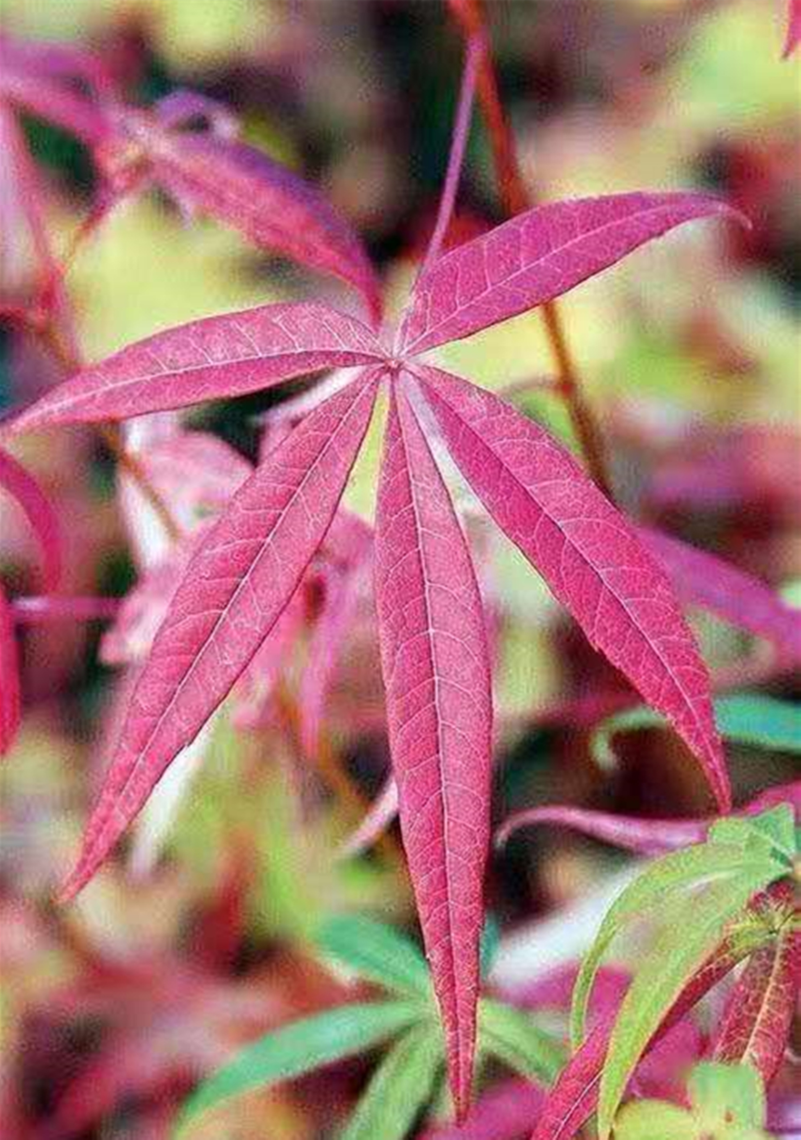 极危植物名单,五小叶槭是不是保护植物
