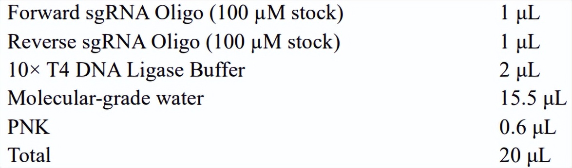 crispr蛋白质定位,crispr蛋白质