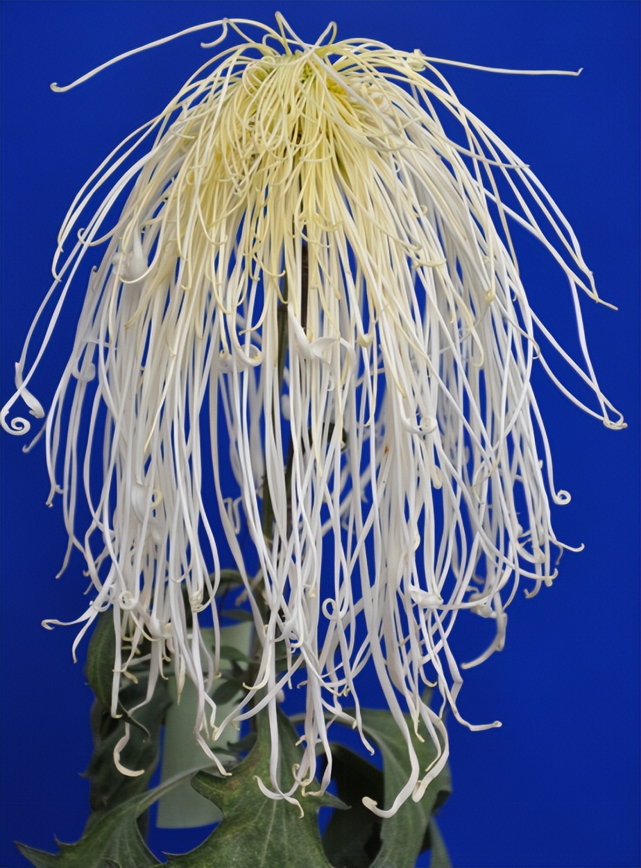 丧葬用的菊花是什么品种,丧葬用的菊花前景如何