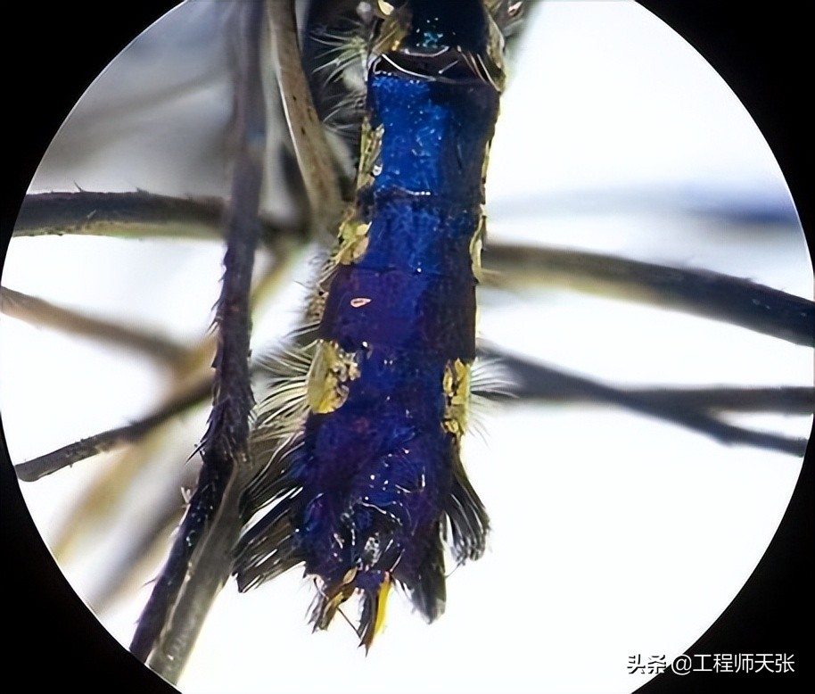 网友捕捉巨型蚊子,男子在帐篷里抓到巨型蚊子