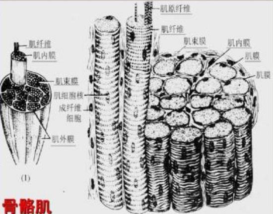 减肥的时候特别担心体重秤不准,健康体重秤不准了该怎么弄