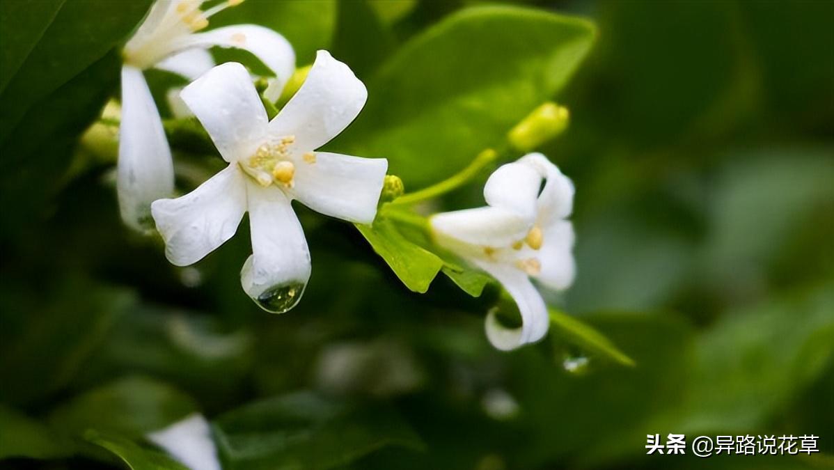 七里香：七里香歌好听，名字也很美，花语动人，花朵更“惊艳”