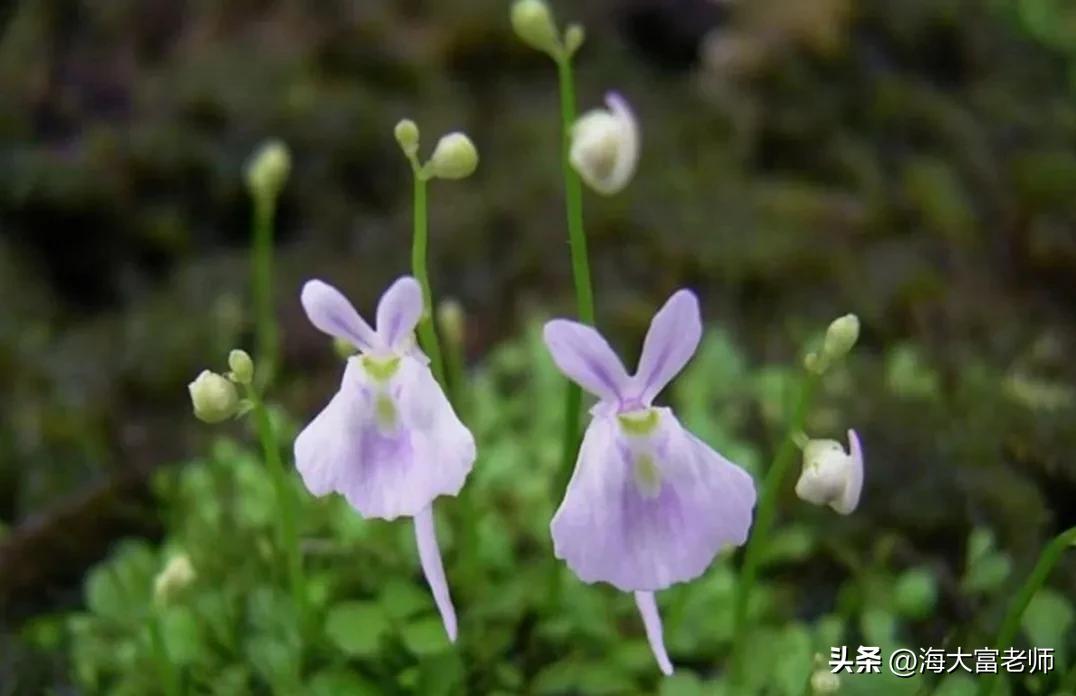 6种最危险的食肉植物,10种可怕食肉植物