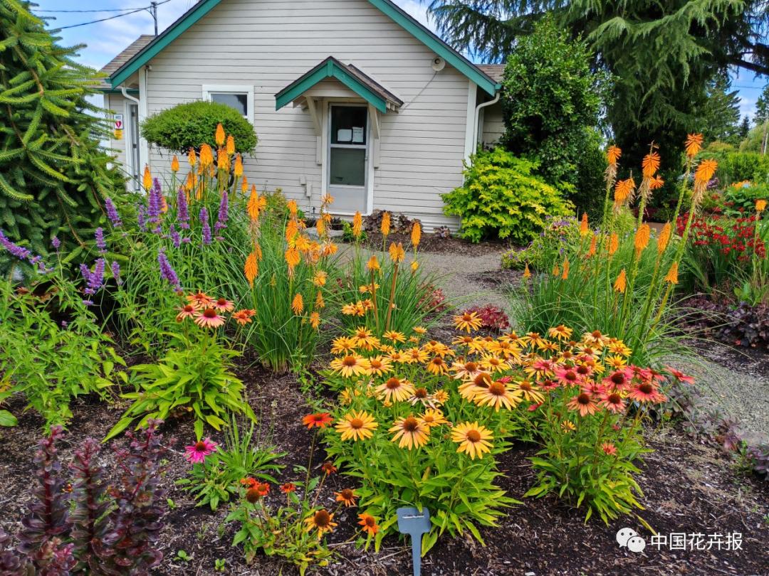 宿根花卉栽培,宿根花卉的栽培管理