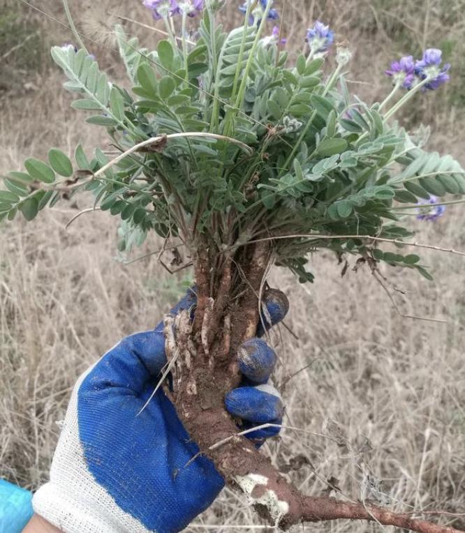 农村路边有1种“米口袋”，是珍贵野生植物，拔1棵少1棵，请珍惜