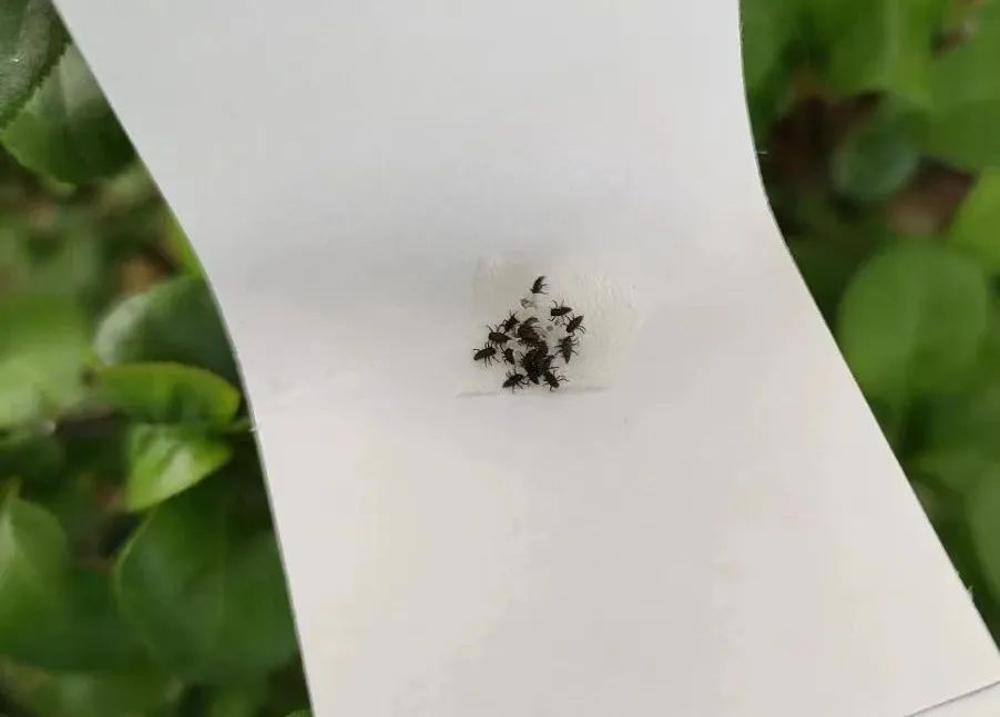 以虫治虫保护生态:济源“异色瓢虫”走进郑州园林