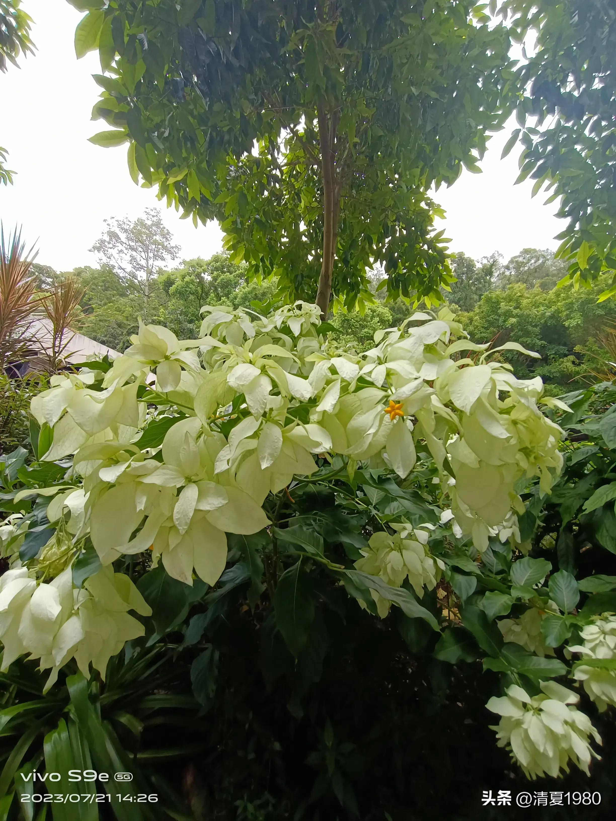 深圳东湖公园门票多少钱一张,深圳东湖公园景点图片高清