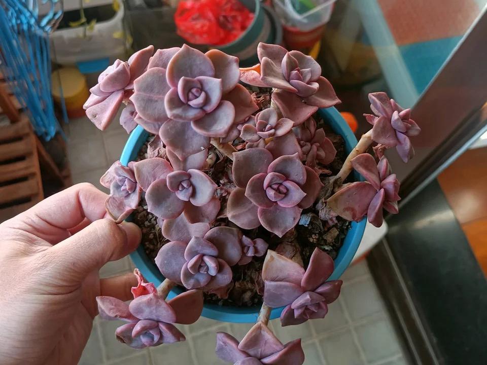 多肉彩虹糖和紫乐有啥区别,彩虹糖多肉和紫乐多肉的区别