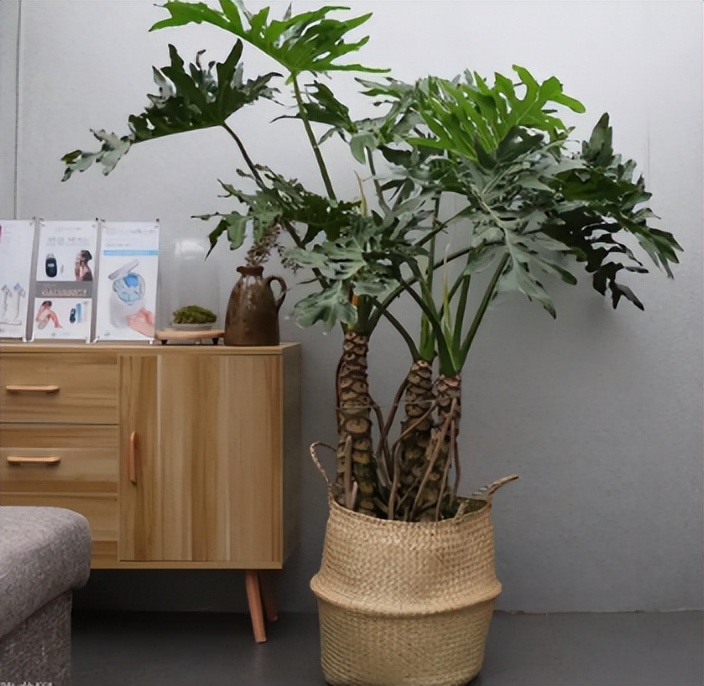 大叶春雨的功效和副作用有哪些,大叶春芋可以放在卧室吗