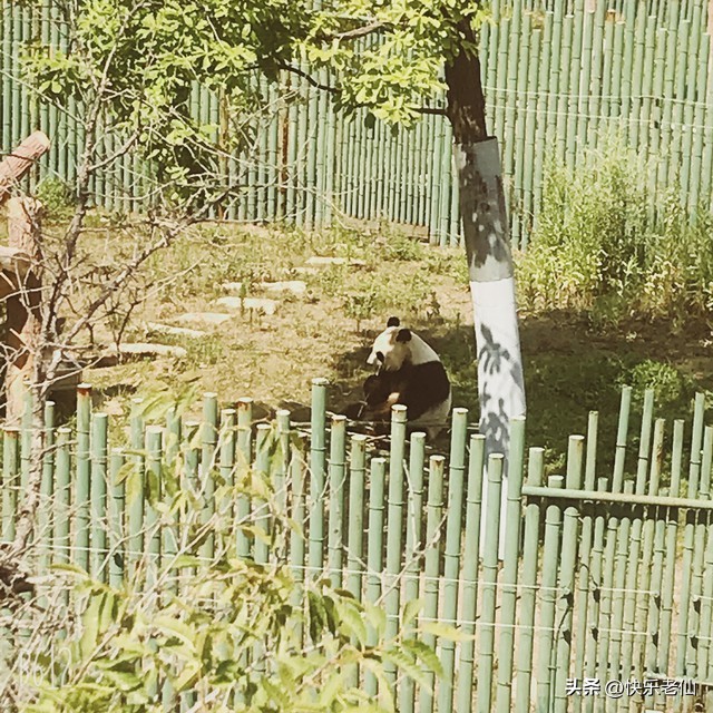 沈阳森林动物园缆车,自驾沈阳森林动物园