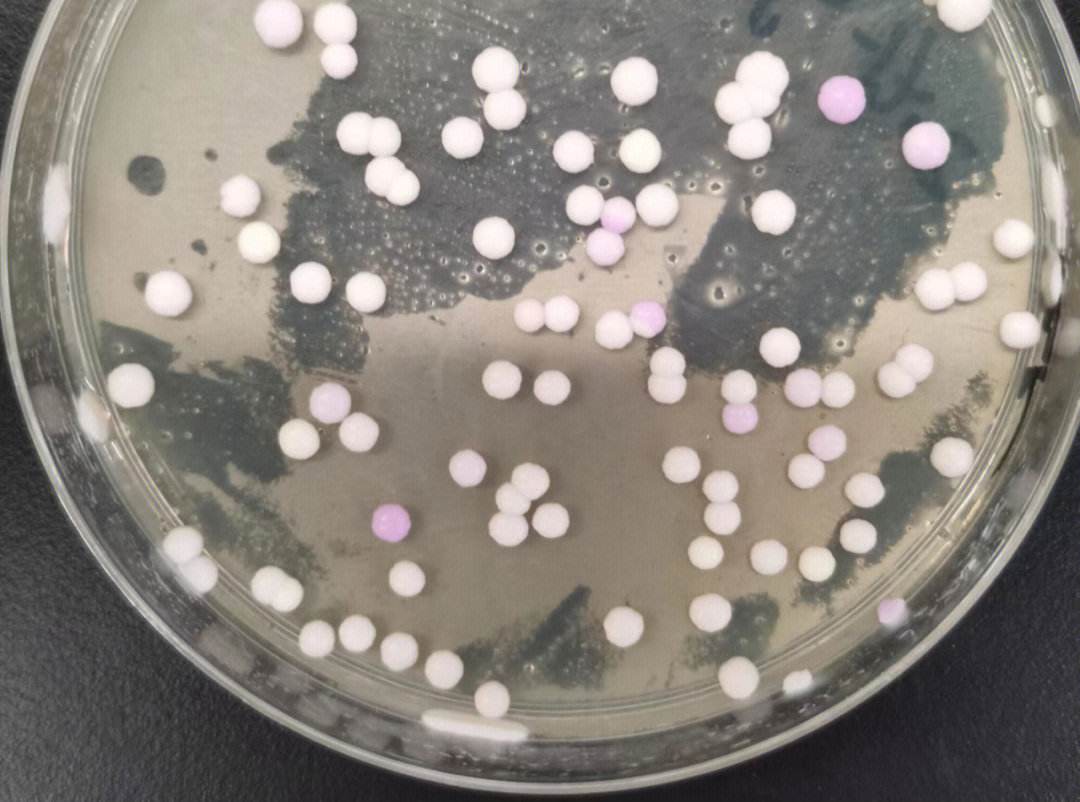 海藻糖代谢,海藻糖对植物抗逆性的作用