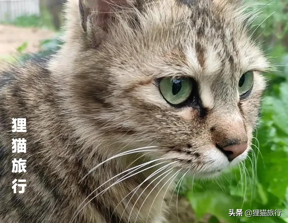 欧洲第三大国家是哪一个,欧洲第二大国家是丹麦