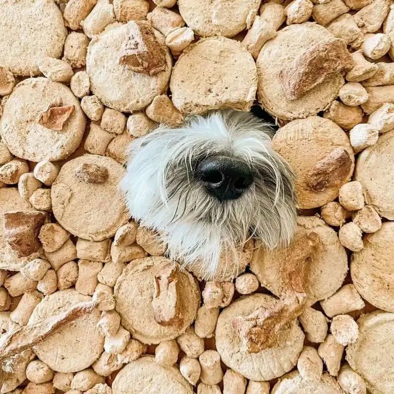 加速国内市场布局，SC官宣乐它奥利派为品牌两大业务代理