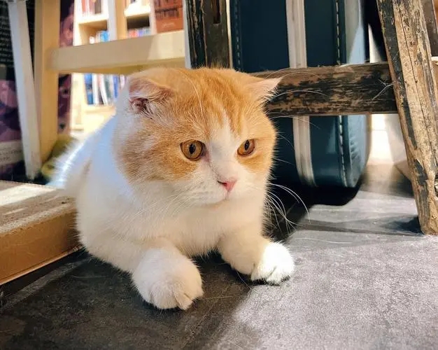 外出一周家里的猫怎么办,出门了家里的猫咪怎么办