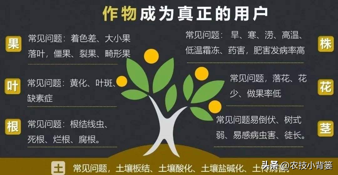 一招教你辨别真菌性病害,作物细菌真菌病毒轻松辨别