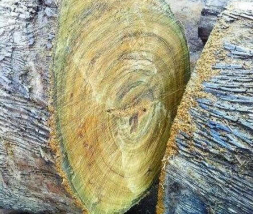 价值100万的金丝楠木为啥没人种植,金丝楠木种植三年价值多少