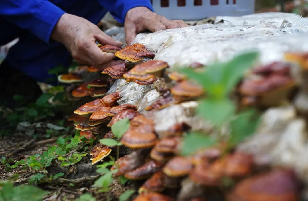 对话｜菌物产业：前景广阔的“绿色矿藏”