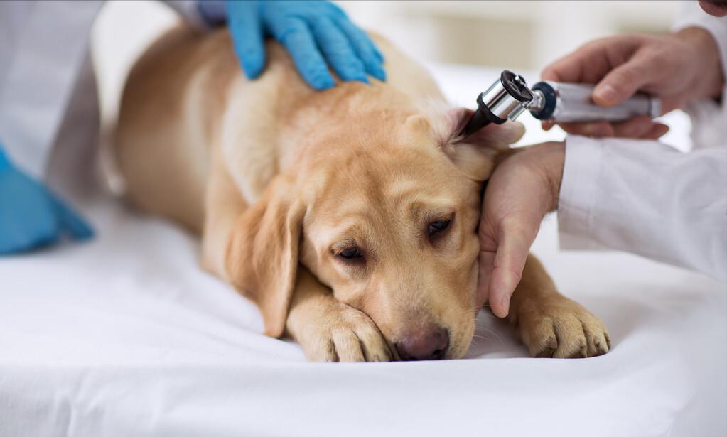 拉布拉多怎么越养越瘦了,自己养的拉布拉多骨架小偏瘦