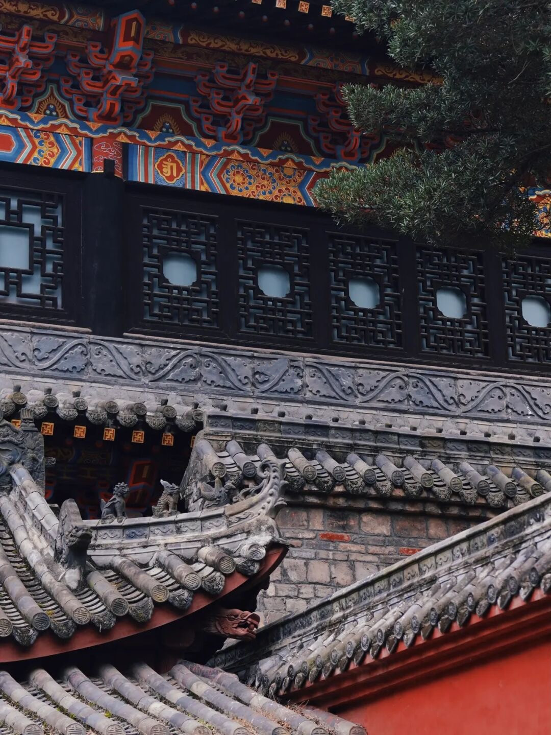 金鸡菊花海旅游攻略,金鸡菊花海美景