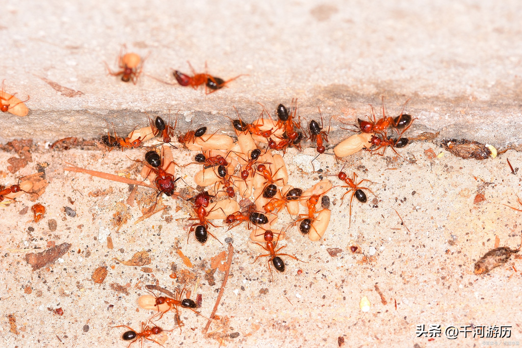 广东红火蚁怎么治,广东发现红火蚁要找哪个部门处理