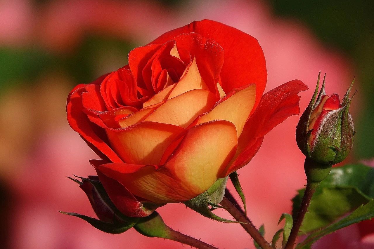 婚姻中女人情商高的表现,婚姻里女性的高情商