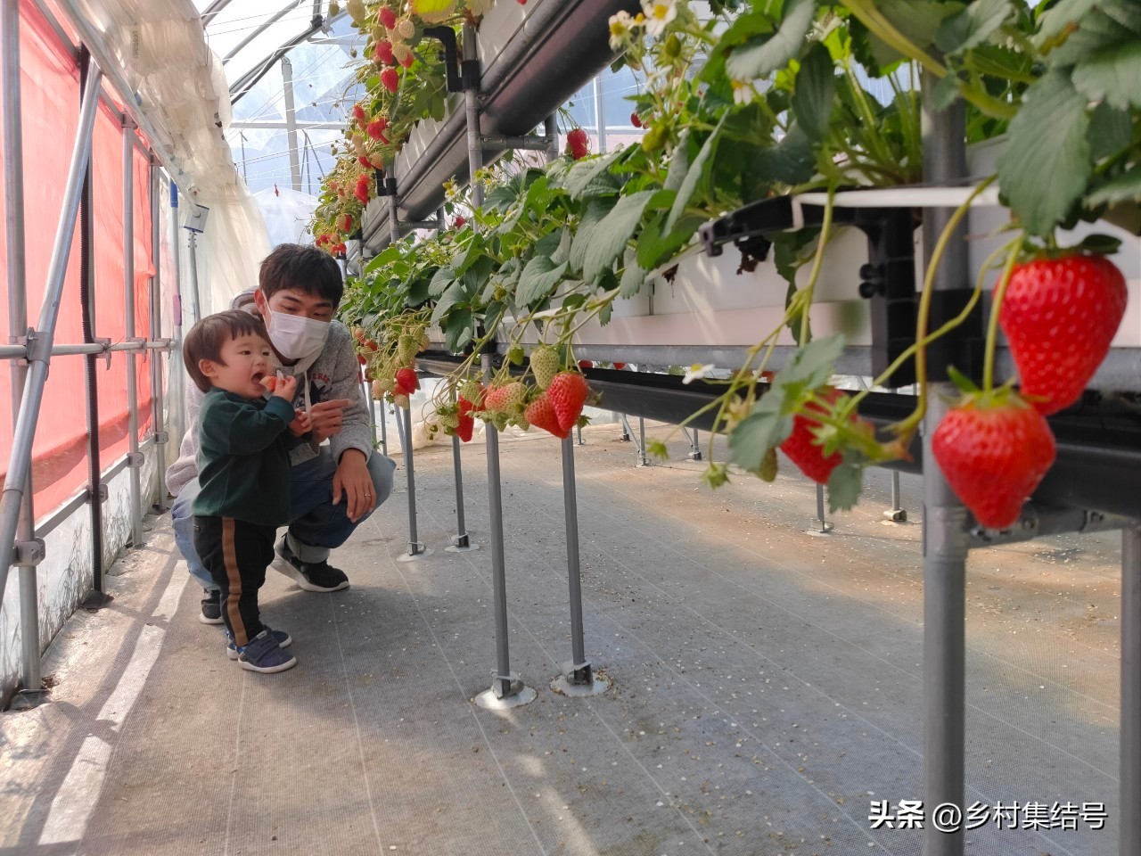 安田草莓园,日本安田草莓园