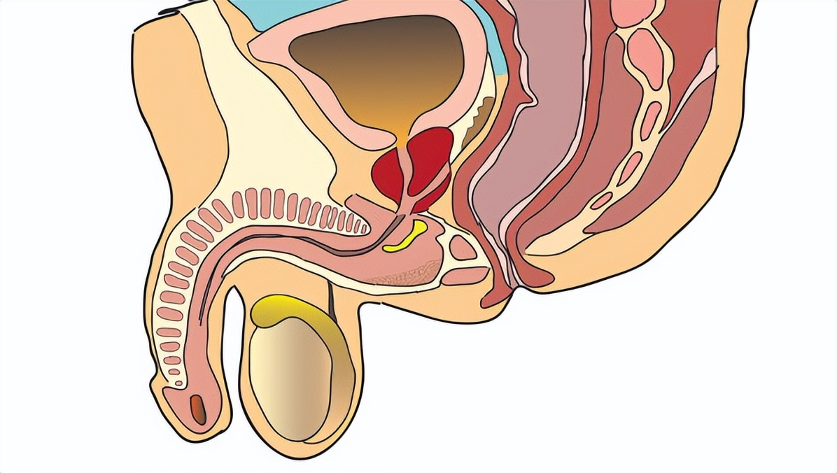 包皮垢该怎么彻底清除,包皮垢怎么清洗比较彻底