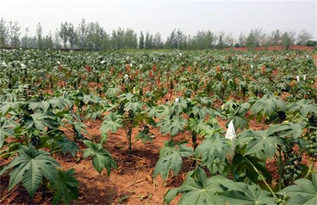 蓖麻子为什么成为了战略物资,美国将蓖麻列为战略物资