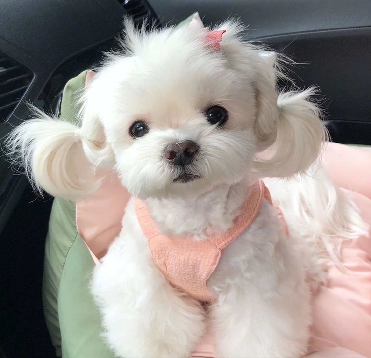 哪种狗最好养又省钱不生病,有这几种特征的狗尽量别养