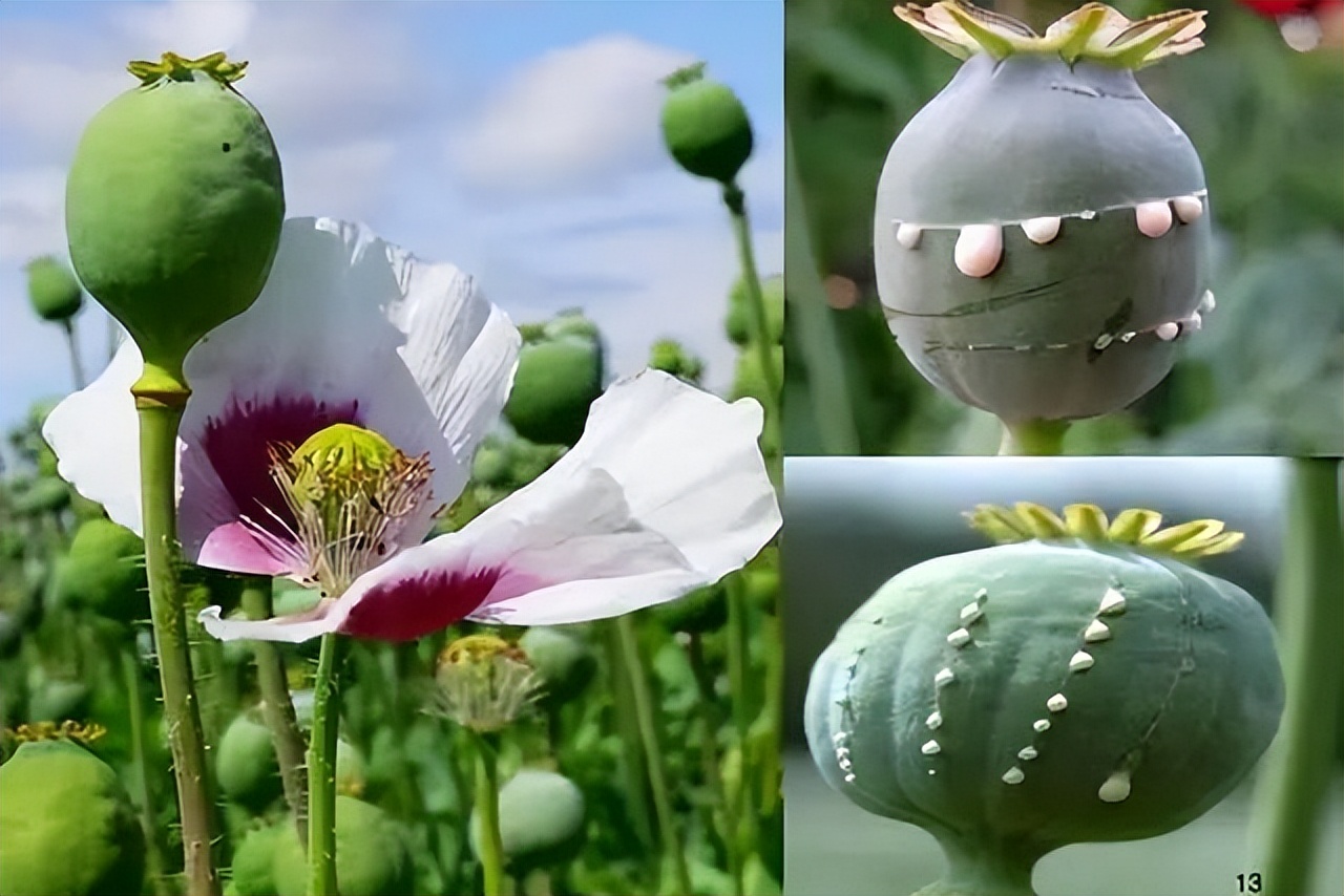 小学生发现罂粟报警被奖期末试卷,小学生发现罂粟获暖心表彰