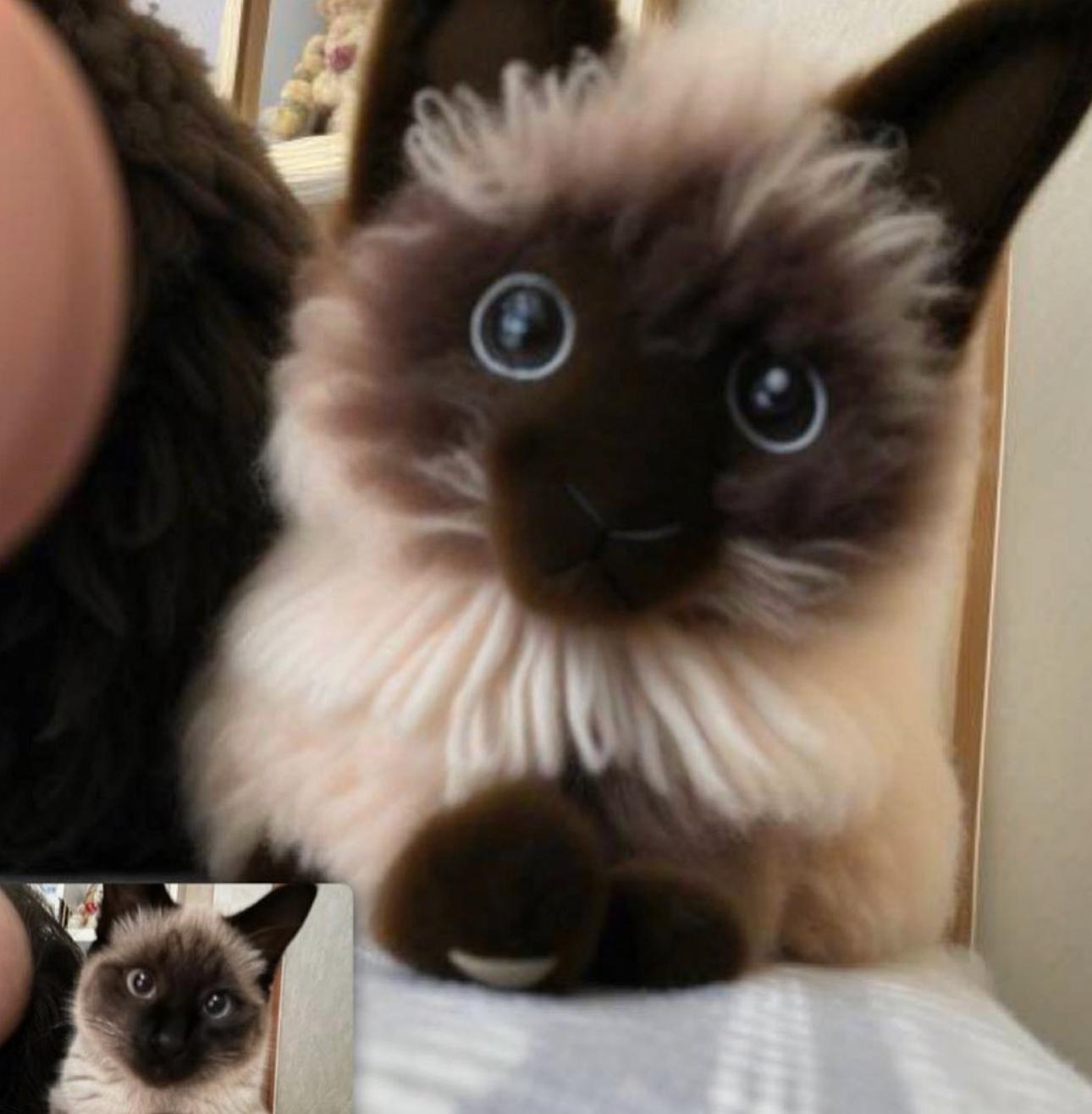 猫咪买什么品种的最好,宠物猫怎么挑选好的猫粮呢