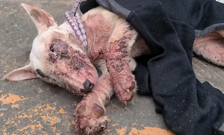 牛头梗以前的样子,牛头梗早期样子