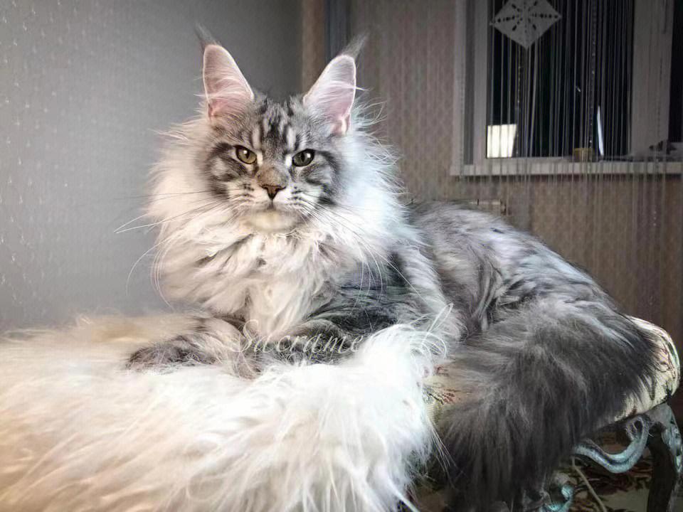 这5种猫堪称白眼狼养了也白养,这5种猫很忠诚一辈子值得养一只