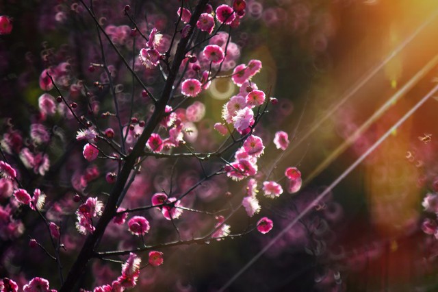 淡然一笑化茧为蝶,淡然一笑风吹而过