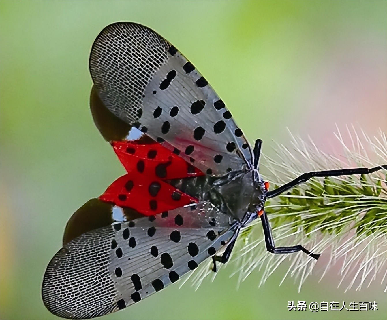 夏天常见的虫子外壳硬,农村房子里面常见的虫子有哪些