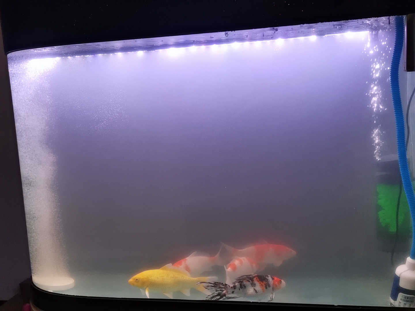 小鱼缸氧气泵需要一直开着吗,鱼缸需要一直开着氧气泵吗