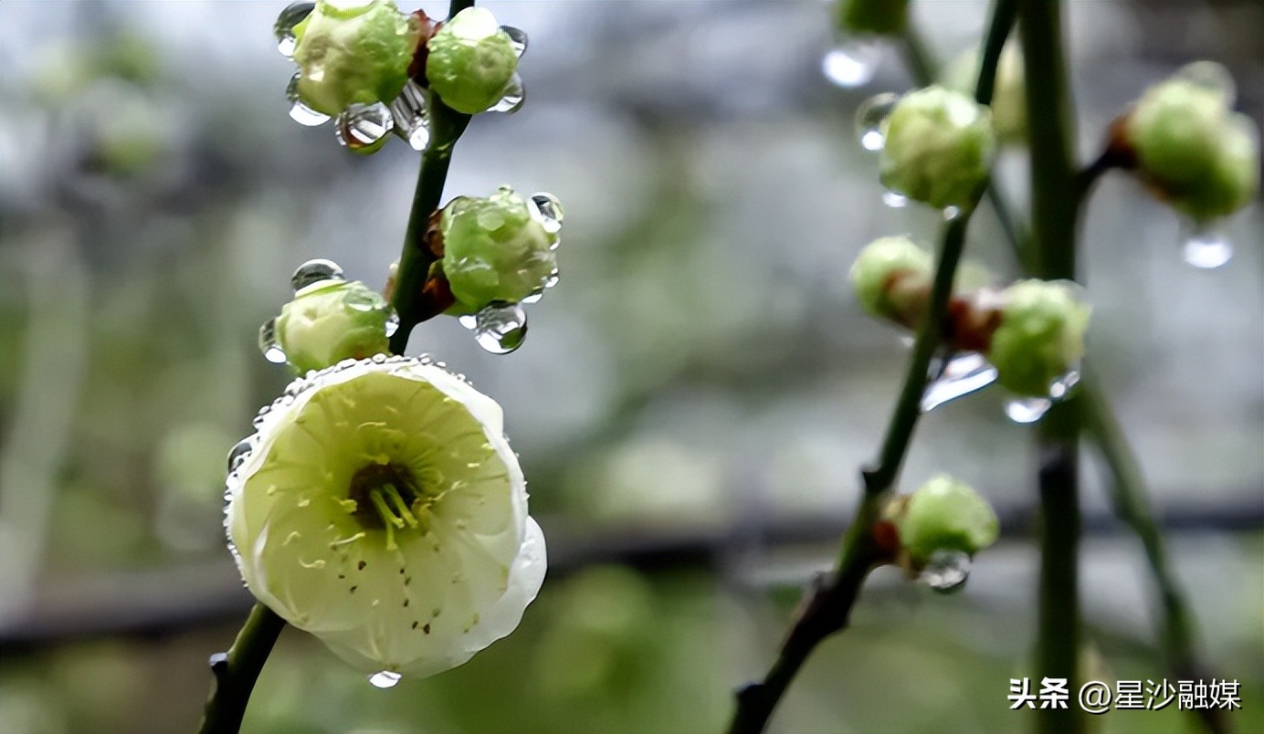 长沙春天赏花的地方有哪些,长沙春天哪里看花海