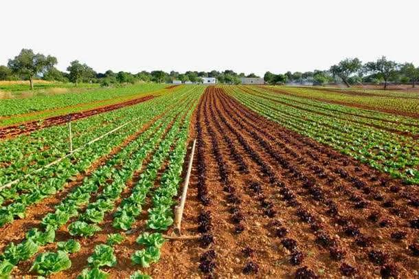 再穷不耕丈人田再穷不打亲戚工,为什么有穷死不耕丈人田的说法