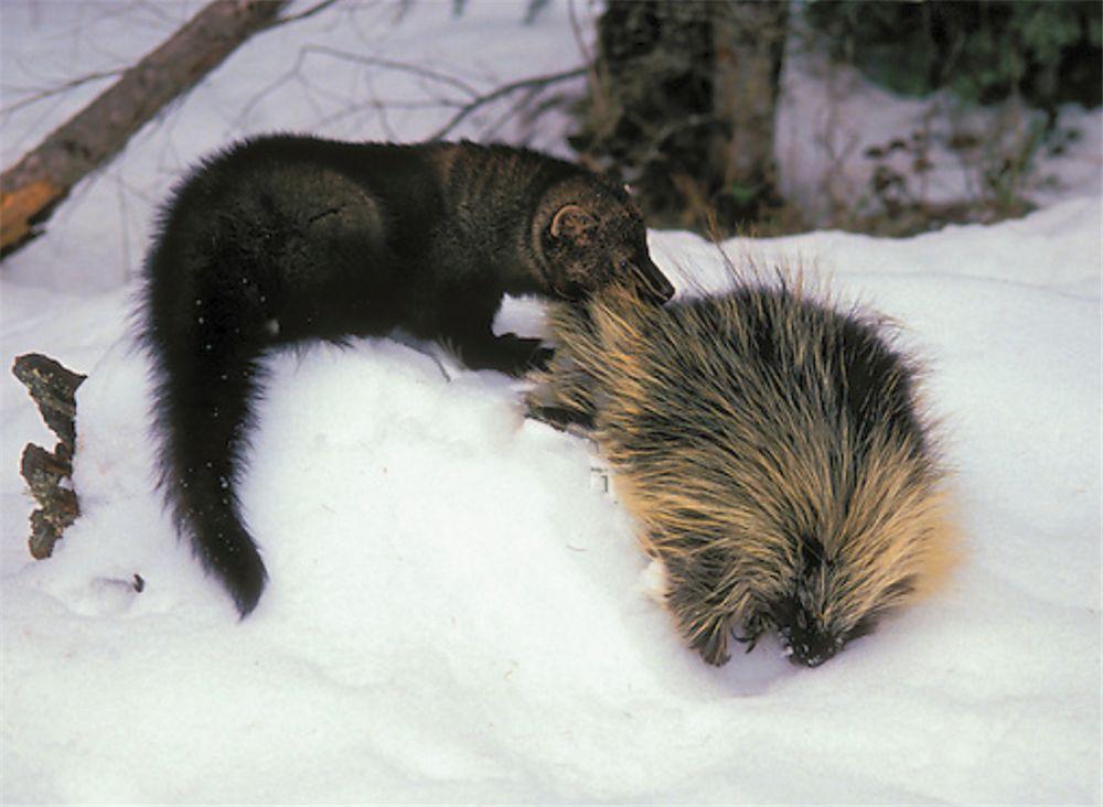 蟒蛇吞野猪被刺死,豪猪刺死巨蟒蛇