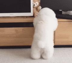 养比熊的都进来，不要再让“悲剧”发生了