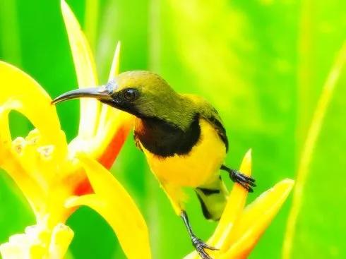 太阳鸟花的图片,太阳鸟精彩图片