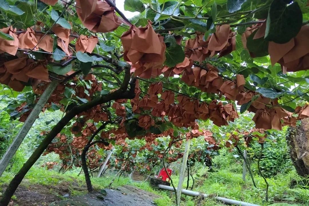 弥你红·红心猕猴桃，让你“痴猕”，让你狂