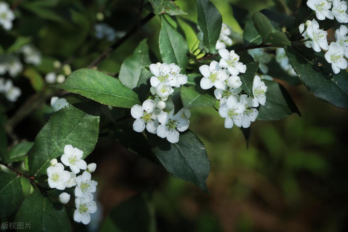精液是什么气味,如何通过气味判断是否健康