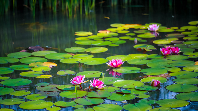 园博园荷花睡莲展,行走河南读懂中国摄影展