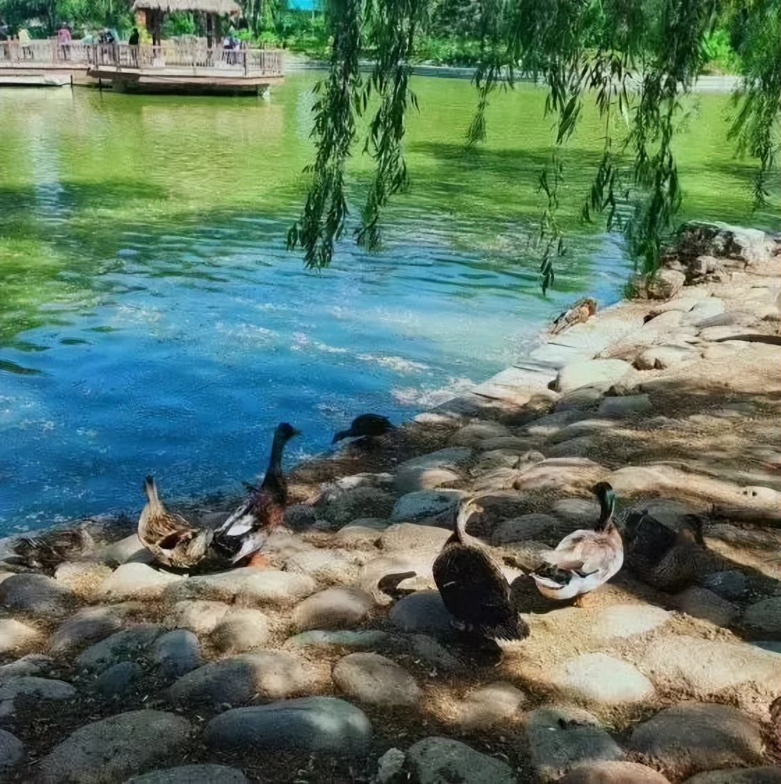 【FENG娱】王佐镇:娱乐+科普+自然,暑假解锁亲子出游新方式!